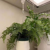2+2 FREE | PlantLift Pro™ - Elevate Your Plants. Simplify Your Life.