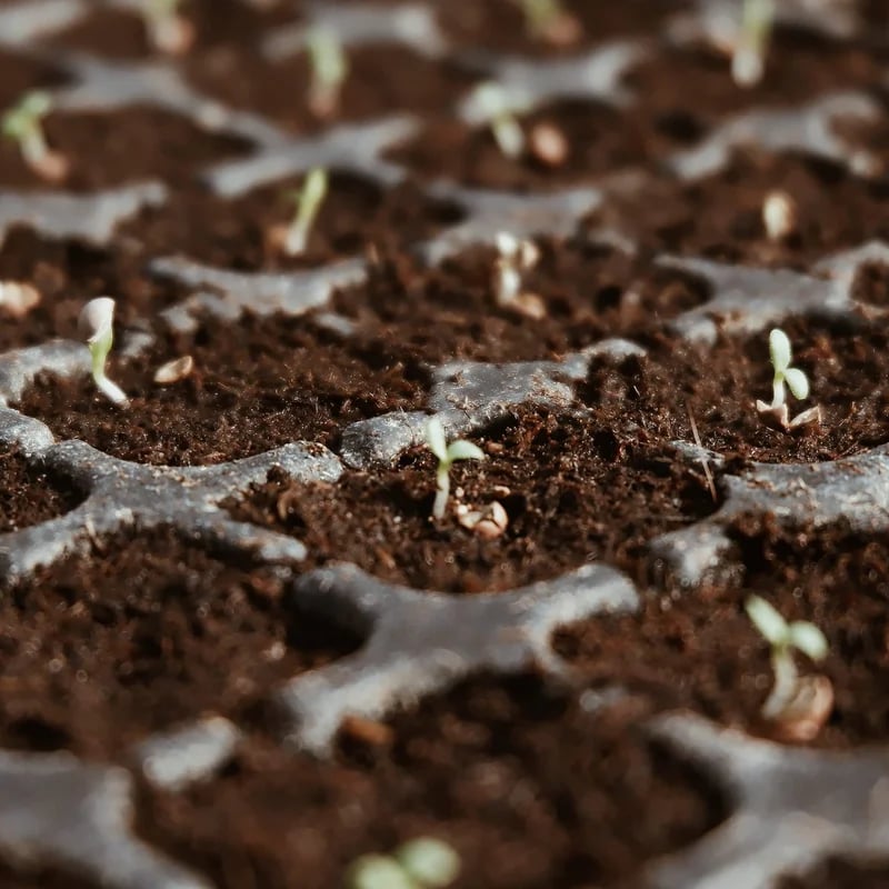 2+2 FREE | Coconut Coir Bricks - Grow Better, Grow Faster, Grow with Coir!