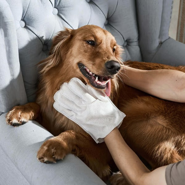 2+2 FREE | PawBreeze™ Gloves — Effortless Grooming for a Fresh, Cuddle-Ready Companion